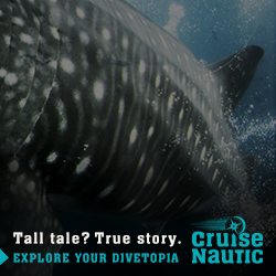 CruiseNautic - Google Ad - Whaleshark