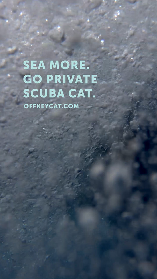 Off Key Cat Go Private Scuba Shorts Video