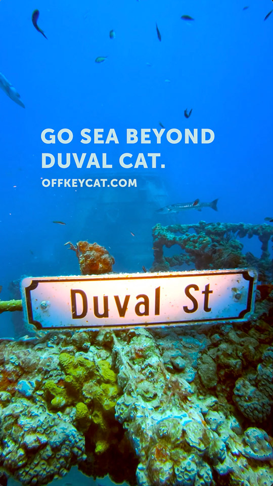 Off Key Cat Beyond Duval Shorts Video